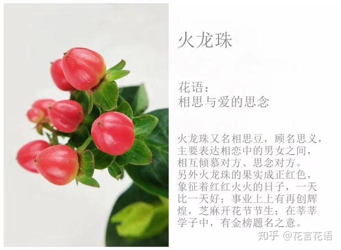 鲜花花语红豆(红豆花语是什么)-第2张图片-花花知道网 鲜花花语红豆(红豆花语是什么)-第2张图片-花花知道网