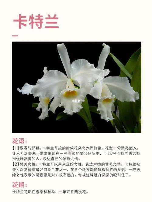 洋兰鲜花花语(洋兰花的花语和寓意)-第1张图片-花花知道网 洋兰鲜花花语(洋兰花的花语和寓意)-第1张图片-花花知道网