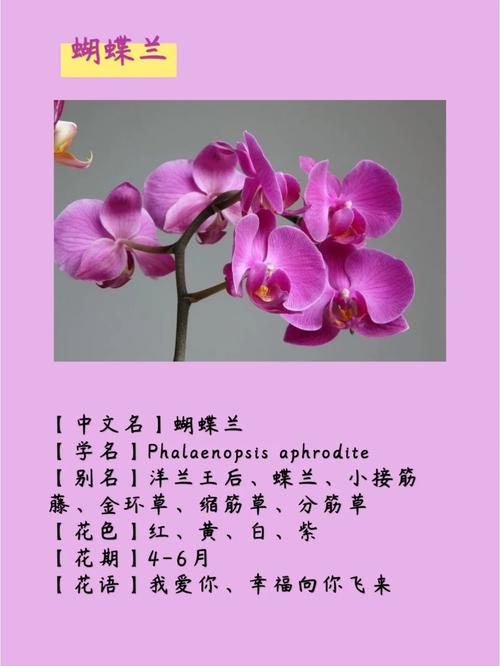 洋兰鲜花花语(洋兰花的花语和寓意)-第2张图片-花花知道网 洋兰鲜花花语(洋兰花的花语和寓意)-第2张图片-花花知道网