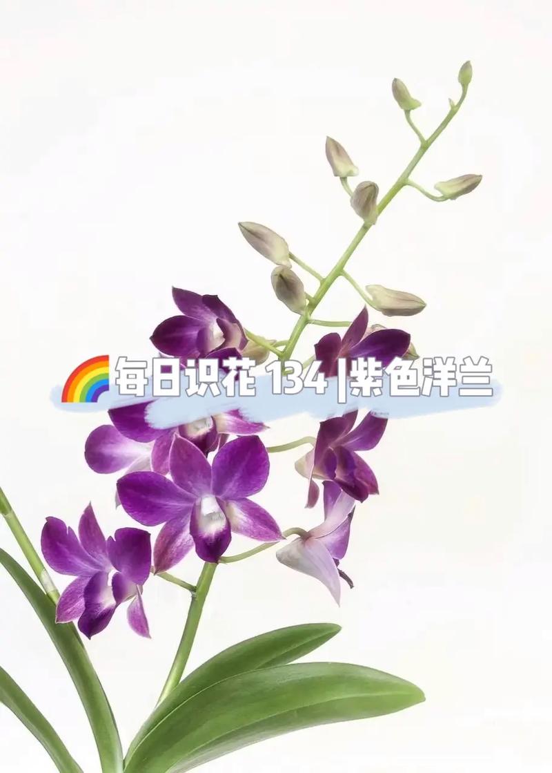 洋兰鲜花花语(洋兰花的花语和寓意)-第3张图片-花花知道网 洋兰鲜花花语(洋兰花的花语和寓意)-第3张图片-花花知道网