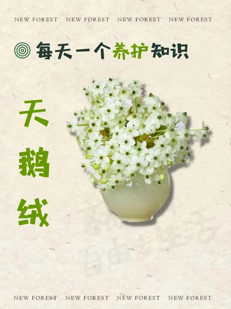 天鹅绒鲜花花语(天鹅绒花花语和寓意)-第1张图片-花花知道网 天鹅绒鲜花花语(天鹅绒花花语和寓意)-第1张图片-花花知道网