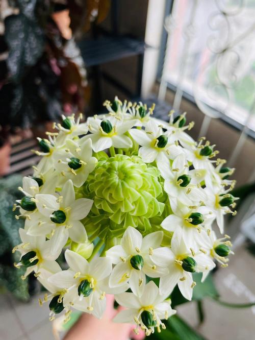 天鹅绒鲜花花语(天鹅绒花花语和寓意)-第2张图片-花花知道网 天鹅绒鲜花花语(天鹅绒花花语和寓意)-第2张图片-花花知道网