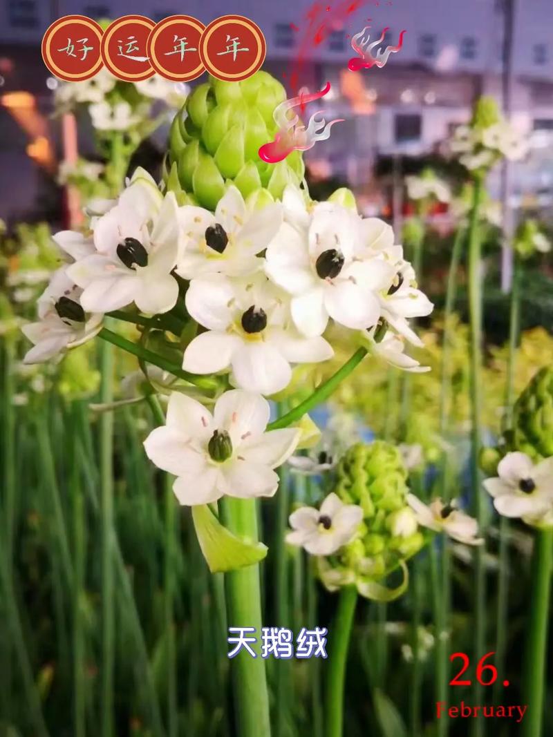 天鹅绒鲜花花语(天鹅绒花花语和寓意)-第3张图片-花花知道网 天鹅绒鲜花花语(天鹅绒花花语和寓意)-第3张图片-花花知道网