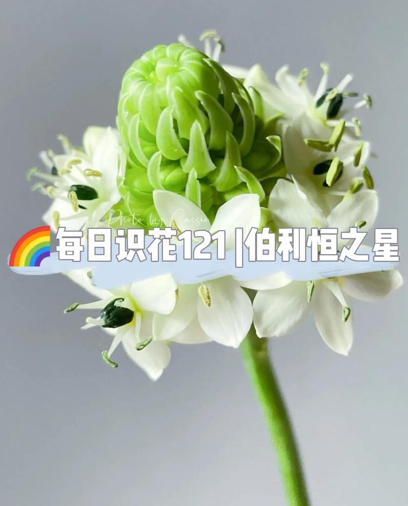 天鹅绒鲜花花语(天鹅绒花花语和寓意)-第4张图片-花花知道网 天鹅绒鲜花花语(天鹅绒花花语和寓意)-第4张图片-花花知道网