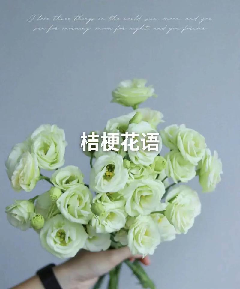 桔梗鲜花花语(桔梗鲜花花语是什么)-第2张图片-花花知道网 桔梗鲜花花语(桔梗鲜花花语是什么)-第2张图片-花花知道网