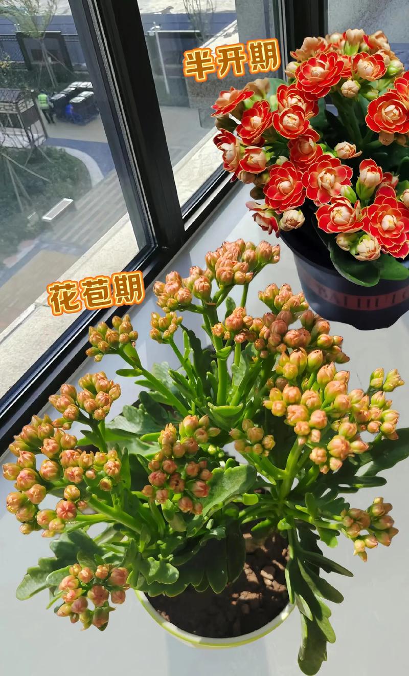 长寿的鲜花花语是什么花(寓意长寿花鲜花是哪一种)-第4张图片-花花知道网 长寿的鲜花花语是什么花(寓意长寿花鲜花是哪一种)-第4张图片-花花知道网