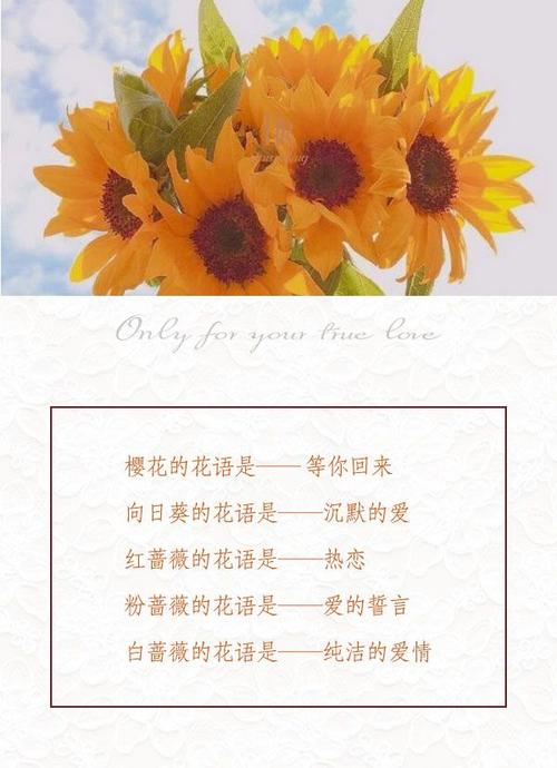 鲜花花语友情和爱情一样吗(鲜花和友谊)-第3张图片-花花知道网 鲜花花语友情和爱情一样吗(鲜花和友谊)-第3张图片-花花知道网
