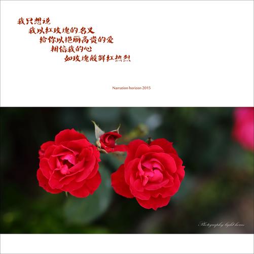 99朵玫瑰花混搭鲜花寓意(99朵玫瑰花的花语详细)-第4张图片-花花知道网 99朵玫瑰花混搭鲜花寓意(99朵玫瑰花的花语详细)-第4张图片-花花知道网