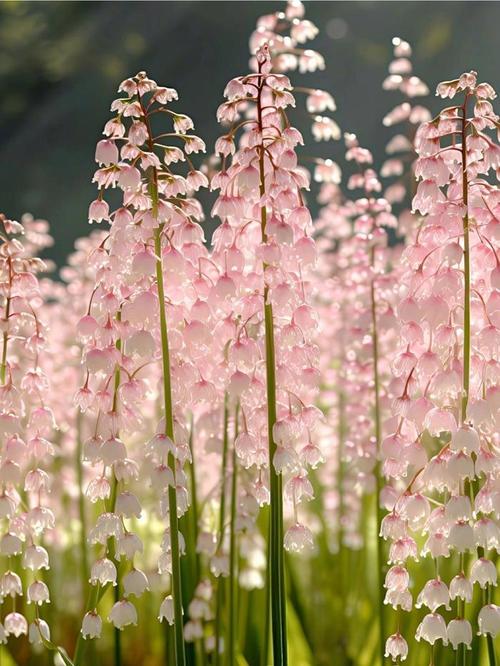 治愈系鲜花花语(治愈花束图片)-第1张图片-花花知道网 治愈系鲜花花语(治愈花束图片)-第1张图片-花花知道网