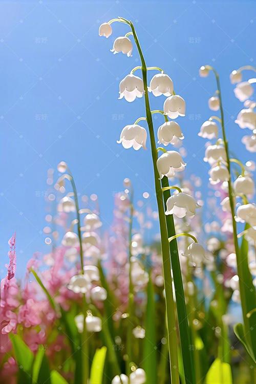 治愈系鲜花花语(治愈花束图片)-第2张图片-花花知道网 治愈系鲜花花语(治愈花束图片)-第2张图片-花花知道网