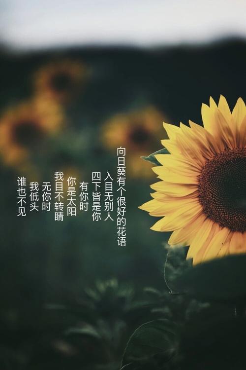 治愈系鲜花花语(治愈花束图片)-第3张图片-花花知道网 治愈系鲜花花语(治愈花束图片)-第3张图片-花花知道网