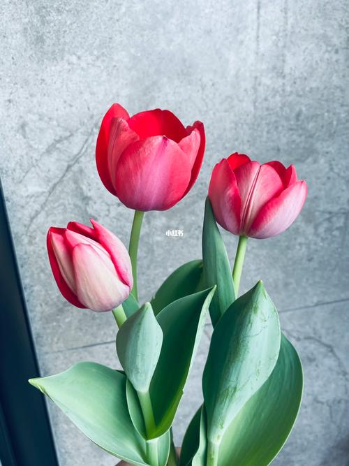 郁金香和百合鲜花花语(郁金香跟百合放在一起是什么意思)-第1张图片-花花知道网 郁金香和百合鲜花花语(郁金香跟百合放在一起是什么意思)-第1张图片-花花知道网