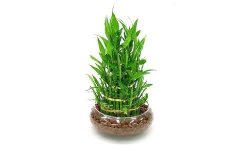 赠送花盆的风水讲究是什么(送盆花好吗)-第6张图片-花花知道网 赠送花盆的风水讲究是什么(送盆花好吗)-第6张图片-花花知道网