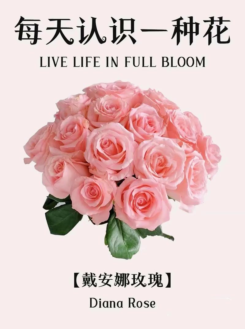 圆形礼盒鲜花花语是什么(圆形礼物盒包装方法)-第5张图片-花花知道网 圆形礼盒鲜花花语是什么(圆形礼物盒包装方法)-第5张图片-花花知道网