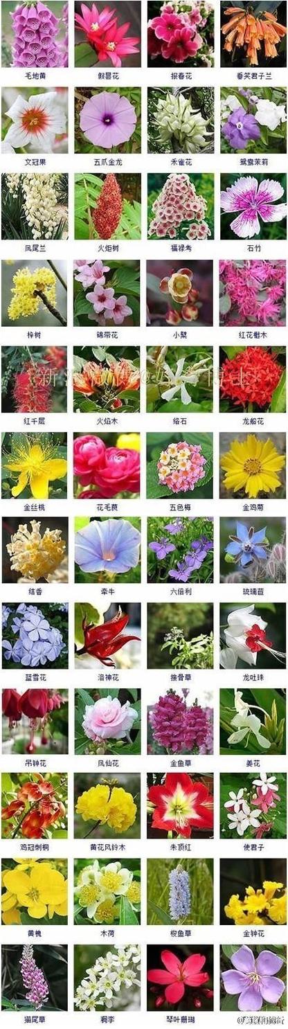 鲜花花束和花语一样吗为什么(鲜花和寓意)-第2张图片-花花知道网 鲜花花束和花语一样吗为什么(鲜花和寓意)-第2张图片-花花知道网