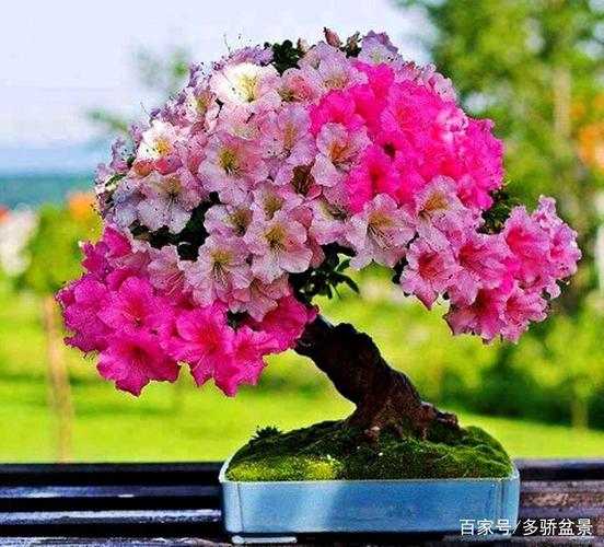 送礼送花的讲究(送礼花一般有什么花)-第7张图片-花花知道网 送礼送花的讲究(送礼花一般有什么花)-第7张图片-花花知道网