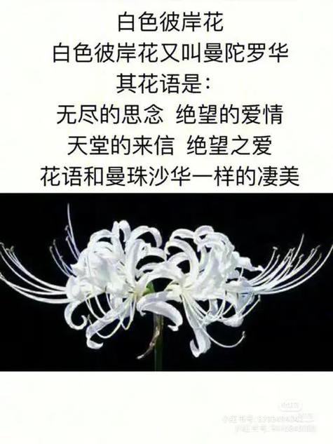 鲜花花语朵数道歉(鲜花道歉卡片怎么写)-第2张图片-花花知道网 鲜花花语朵数道歉(鲜花道歉卡片怎么写)-第2张图片-花花知道网