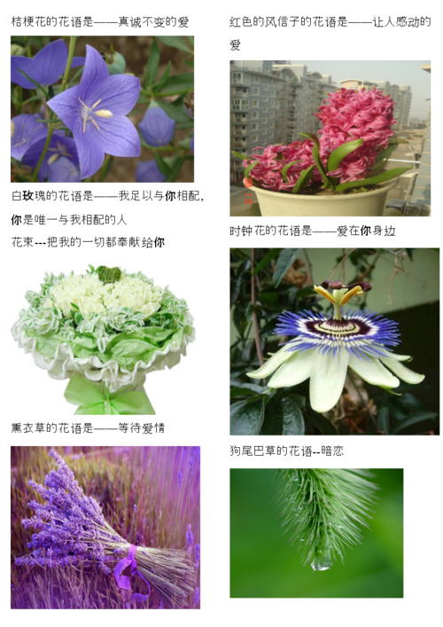 鲜花花语友情和爱情更重要(花语大全 各种花的花语友谊)-第4张图片-花花知道网 鲜花花语友情和爱情更重要(花语大全 各种花的花语友谊)-第4张图片-花花知道网