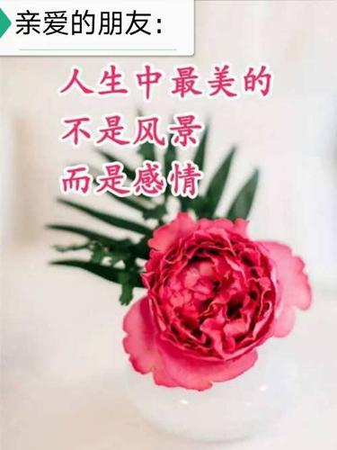 鲜花花语友情和爱情更重要(花语大全 各种花的花语友谊)-第6张图片-花花知道网 鲜花花语友情和爱情更重要(花语大全 各种花的花语友谊)-第6张图片-花花知道网