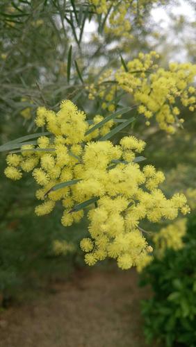 长相思鲜花花语(长相思玫瑰花图片大全)-第7张图片-花花知道网 长相思鲜花花语(长相思玫瑰花图片大全)-第7张图片-花花知道网