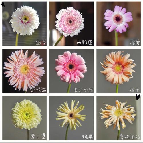 鲜花花语富贵(富贵的鲜花图片)-第2张图片-花花知道网 鲜花花语富贵(富贵的鲜花图片)-第2张图片-花花知道网