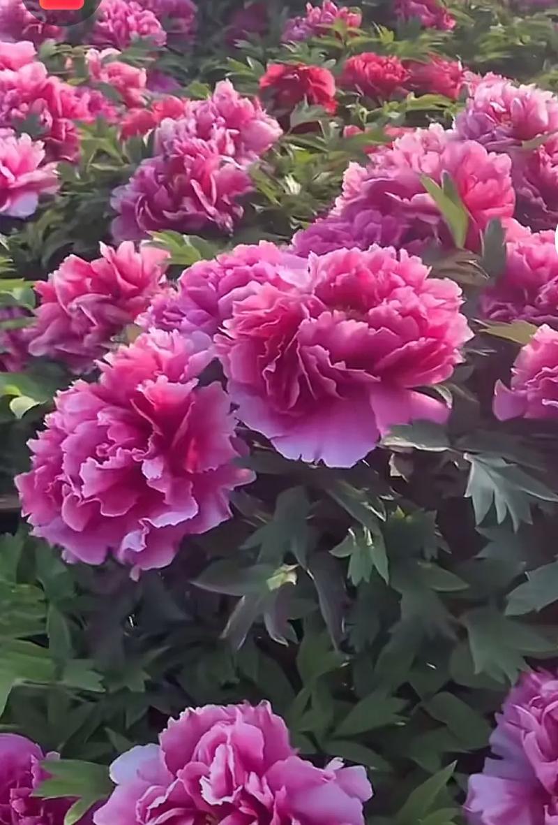 鲜花花语富贵(富贵的鲜花图片)-第3张图片-花花知道网 鲜花花语富贵(富贵的鲜花图片)-第3张图片-花花知道网
