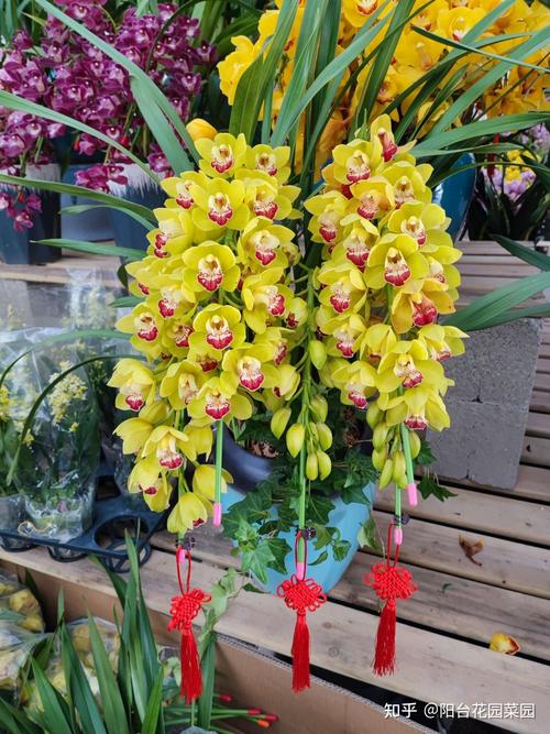 鲜花花语富贵(富贵的鲜花图片)-第5张图片-花花知道网 鲜花花语富贵(富贵的鲜花图片)-第5张图片-花花知道网