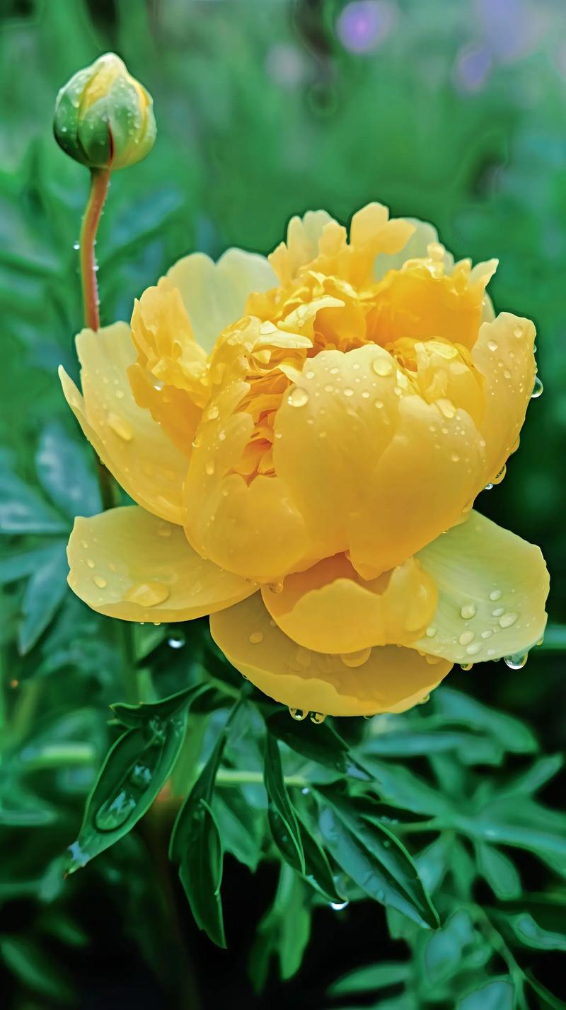 鲜花花语富贵(富贵的鲜花图片)-第6张图片-花花知道网 鲜花花语富贵(富贵的鲜花图片)-第6张图片-花花知道网