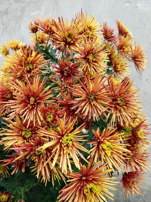 针垫鲜花花语(针垫花鲜切花养护)-第1张图片-花花知道网 针垫鲜花花语(针垫花鲜切花养护)-第1张图片-花花知道网