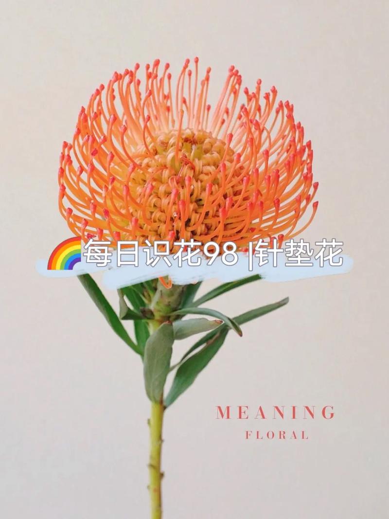 针垫鲜花花语(针垫花鲜切花养护)-第3张图片-花花知道网 针垫鲜花花语(针垫花鲜切花养护)-第3张图片-花花知道网