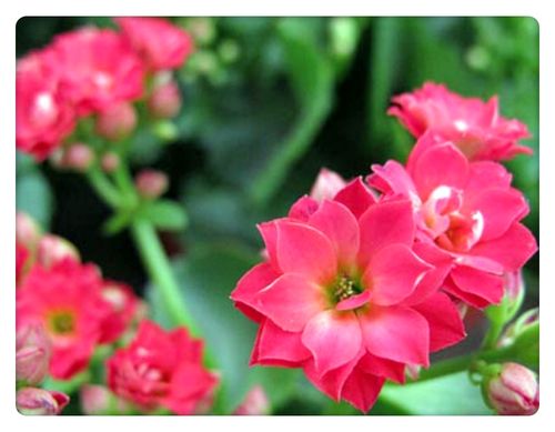 栗子鲜花花语(栗子树花语)-第1张图片-花花知道网 栗子鲜花花语(栗子树花语)-第1张图片-花花知道网