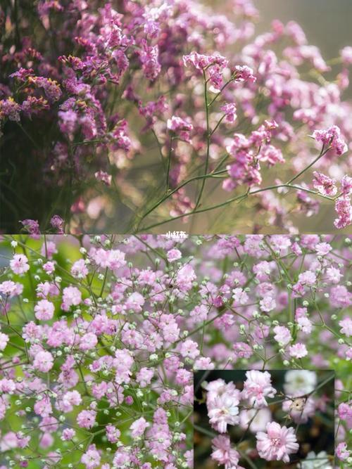 栗子鲜花花语(栗子树花语)-第5张图片-花花知道网 栗子鲜花花语(栗子树花语)-第5张图片-花花知道网