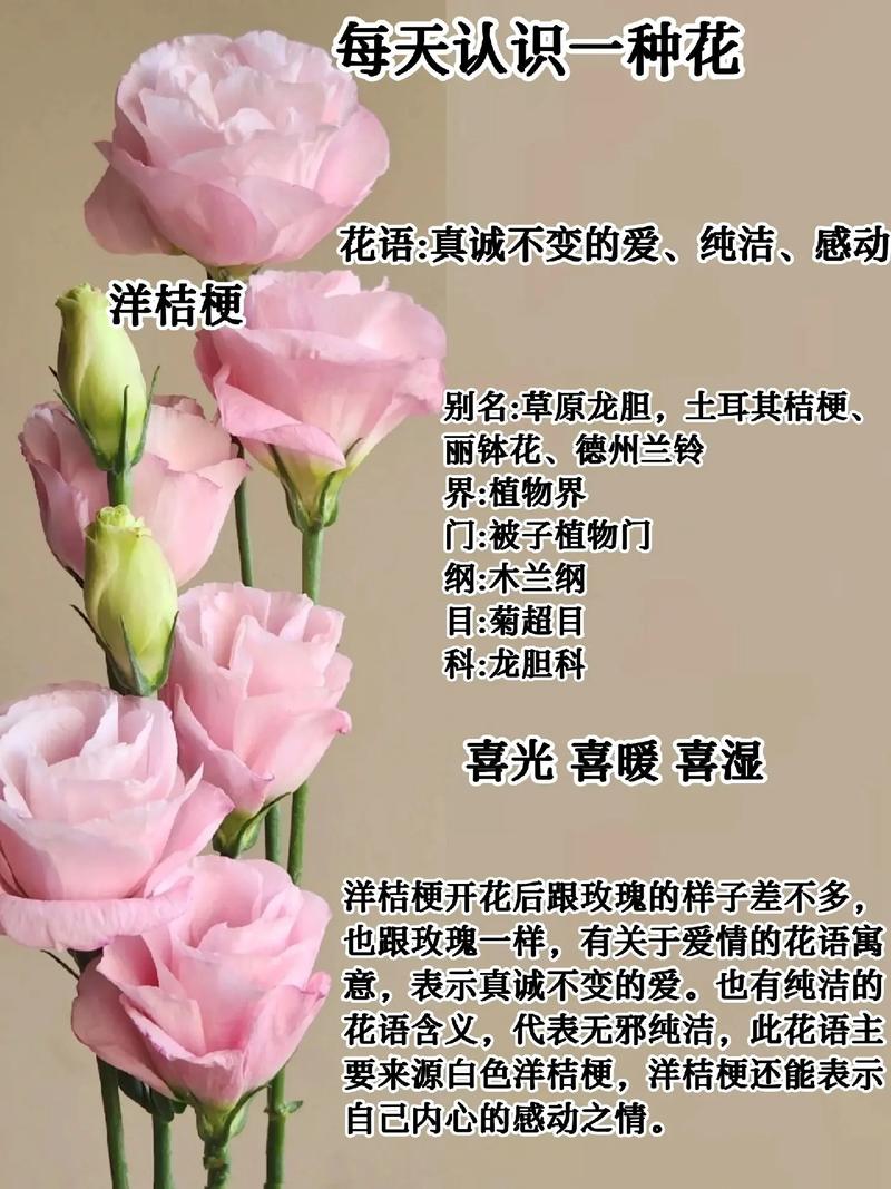 赠予情人的鲜花花语是什么(赠情人的话)-第4张图片-花花知道网 赠予情人的鲜花花语是什么(赠情人的话)-第4张图片-花花知道网