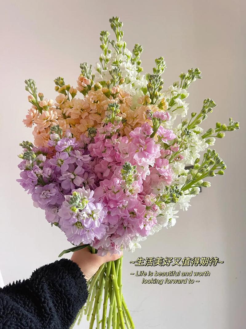 紫罗兰鲜花花语和寓意是什么呢(紫罗兰花语寓意什么,紫罗兰图片大全)-第1张图片-花花知道网 紫罗兰鲜花花语和寓意是什么呢(紫罗兰花语寓意什么,紫罗兰图片大全)-第1张图片-花花知道网