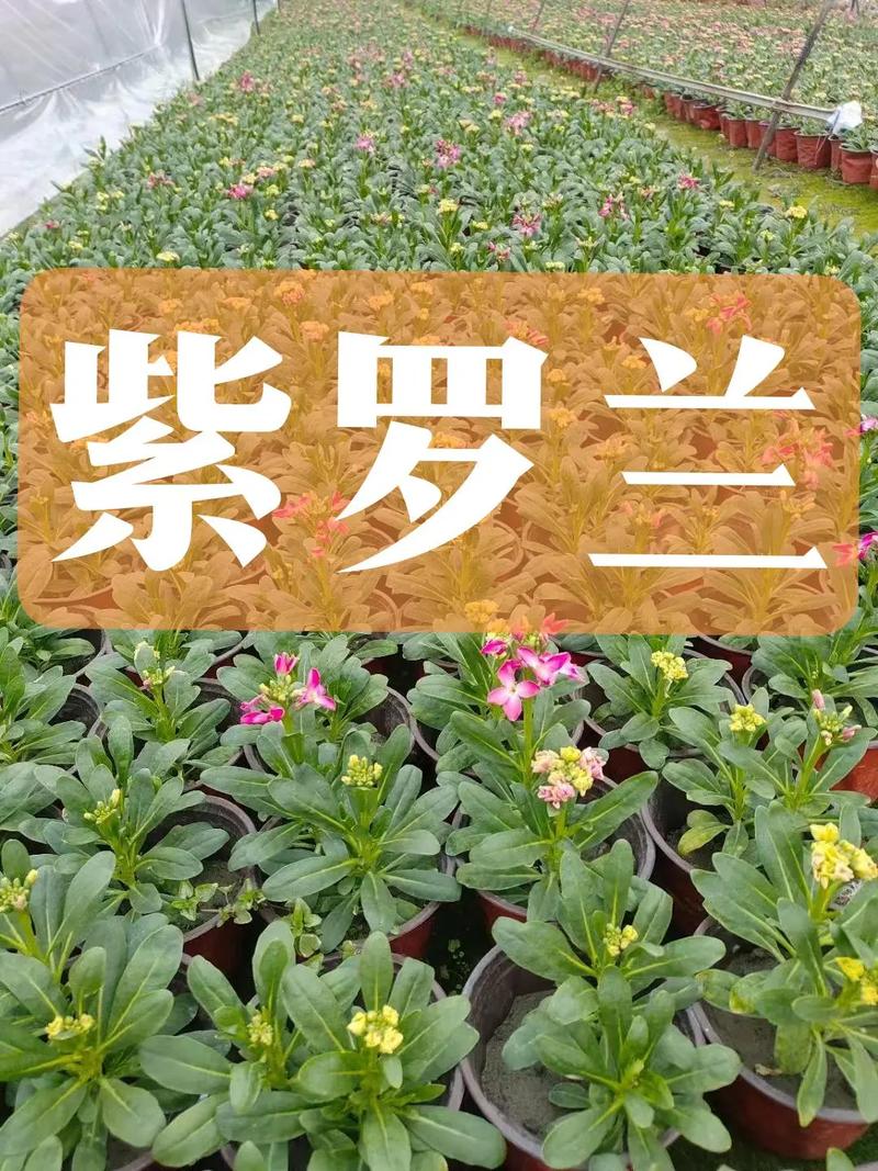 紫罗兰鲜花花语和寓意是什么呢(紫罗兰花语寓意什么,紫罗兰图片大全)-第3张图片-花花知道网 紫罗兰鲜花花语和寓意是什么呢(紫罗兰花语寓意什么,紫罗兰图片大全)-第3张图片-花花知道网