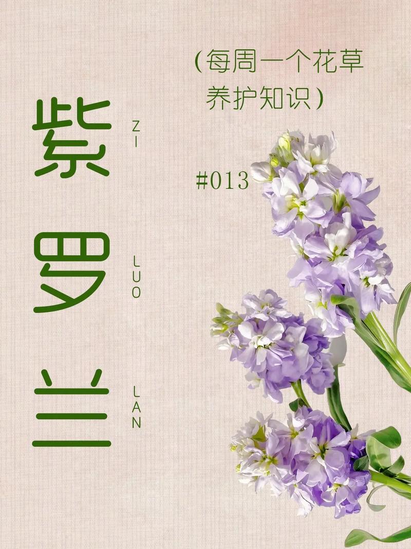 紫罗兰鲜花花语和寓意是什么呢(紫罗兰花语寓意什么,紫罗兰图片大全)-第4张图片-花花知道网 紫罗兰鲜花花语和寓意是什么呢(紫罗兰花语寓意什么,紫罗兰图片大全)-第4张图片-花花知道网