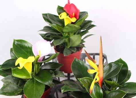 钻石花花语(钻石花型设计灵感寓意)-第1张图片-花花知道网 钻石花花语(钻石花型设计灵感寓意)-第1张图片-花花知道网