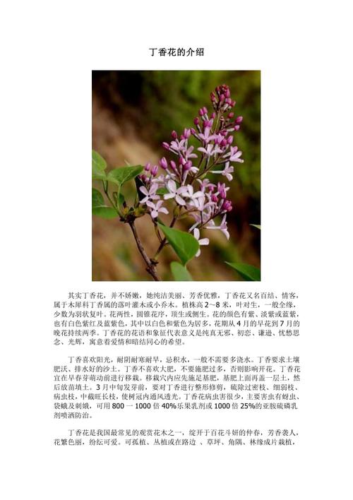 19朵草莓鲜花寓意着什么(11朵草莓花)-第2张图片-花花知道网 19朵草莓鲜花寓意着什么(11朵草莓花)-第2张图片-花花知道网