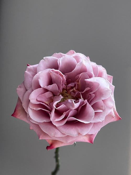 10朵混搭鲜花束寓意(花束10朵什么意思)-第6张图片-花花知道网 10朵混搭鲜花束寓意(花束10朵什么意思)-第6张图片-花花知道网
