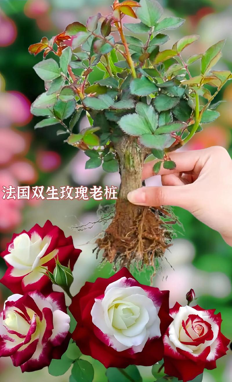 30只鲜花的寓意(各种鲜花所代表的含义)-第7张图片-花花知道网 30只鲜花的寓意(各种鲜花所代表的含义)-第7张图片-花花知道网