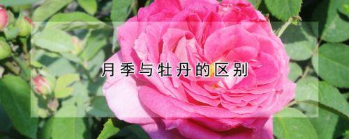 开业送花篮的讲究和禁忌(开业送花篮有什么寓意)-第6张图片-花花知道网 开业送花篮的讲究和禁忌(开业送花篮有什么寓意)-第6张图片-花花知道网