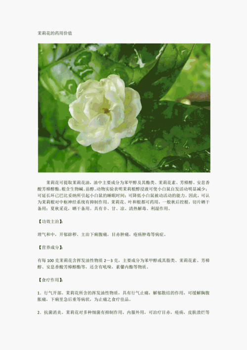 鲜花茉莉花花语寓意和象征(鲜花茉莉花花语寓意和象征)-第2张图片-花花知道网 鲜花茉莉花花语寓意和象征(鲜花茉莉花花语寓意和象征)-第2张图片-花花知道网