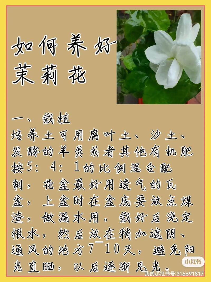 鲜花茉莉花花语寓意和象征(鲜花茉莉花花语寓意和象征)-第4张图片-花花知道网 鲜花茉莉花花语寓意和象征(鲜花茉莉花花语寓意和象征)-第4张图片-花花知道网