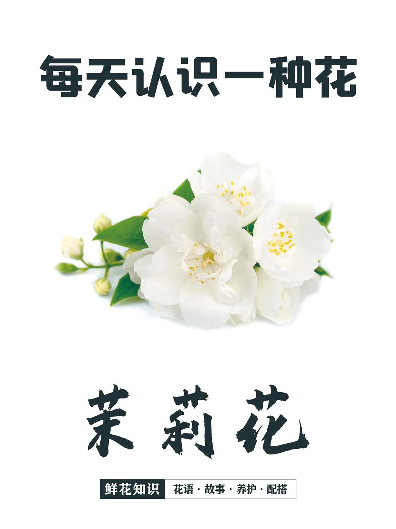 鲜花茉莉花花语寓意和象征(鲜花茉莉花花语寓意和象征)-第5张图片-花花知道网 鲜花茉莉花花语寓意和象征(鲜花茉莉花花语寓意和象征)-第5张图片-花花知道网