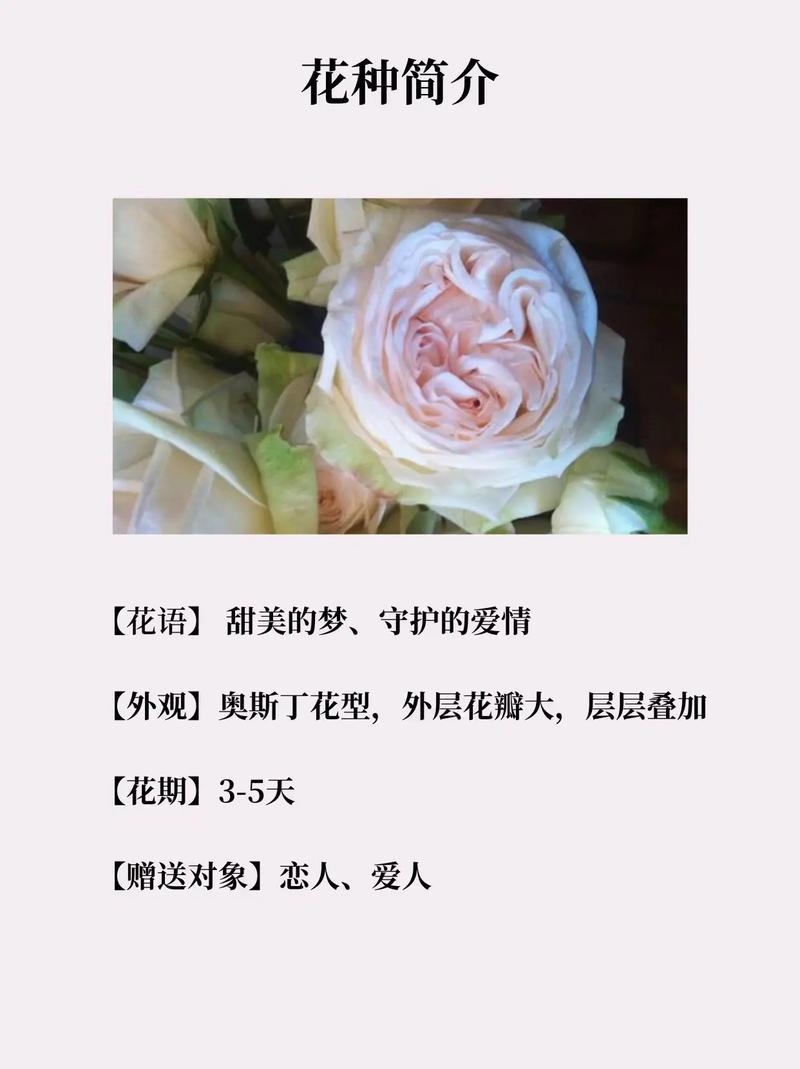 荔枝鲜花花语大全(33个荔枝的花语)-第6张图片-花花知道网 荔枝鲜花花语大全(33个荔枝的花语)-第6张图片-花花知道网