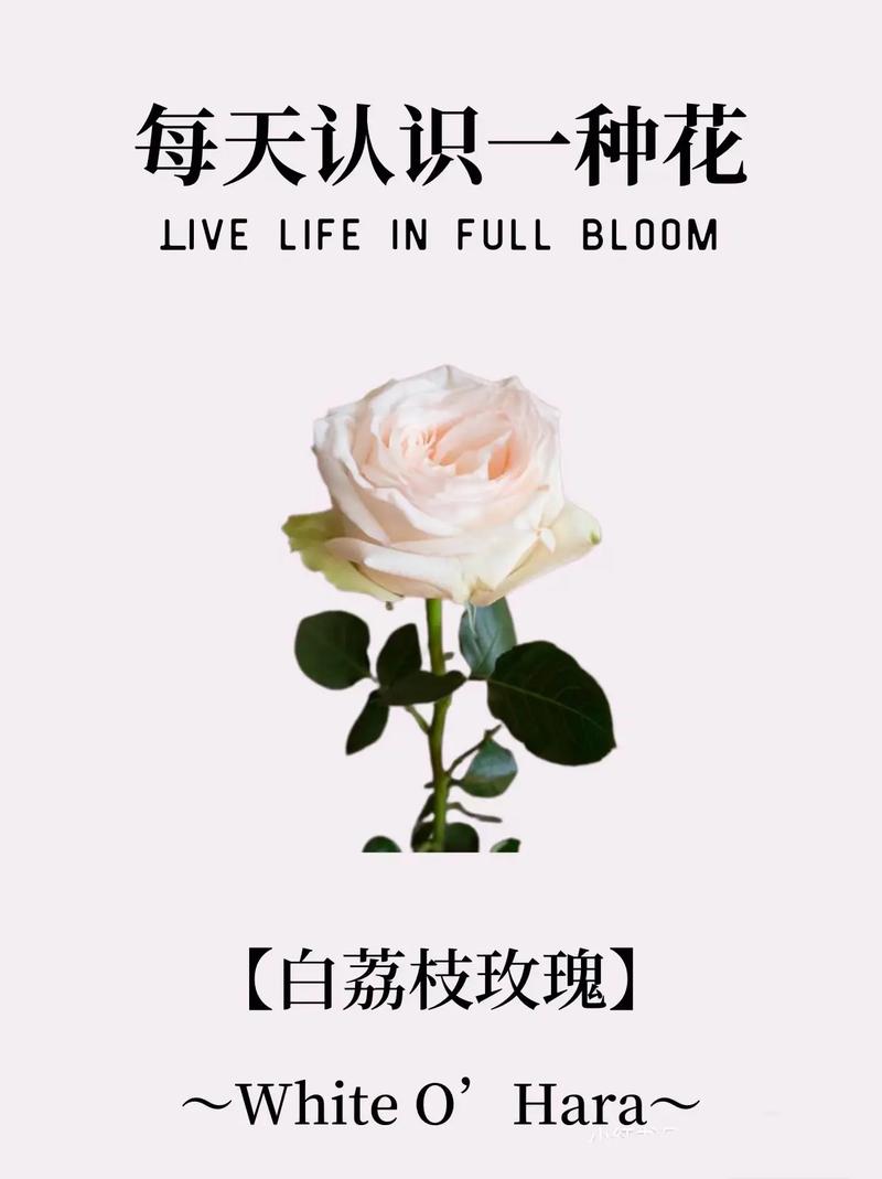荔枝鲜花花语大全(33个荔枝的花语)-第7张图片-花花知道网 荔枝鲜花花语大全(33个荔枝的花语)-第7张图片-花花知道网