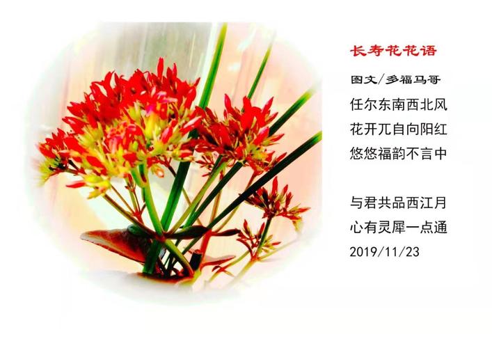 长寿的鲜花花语有哪些(长寿是什么花的花语)-第1张图片-花花知道网 长寿的鲜花花语有哪些(长寿是什么花的花语)-第1张图片-花花知道网