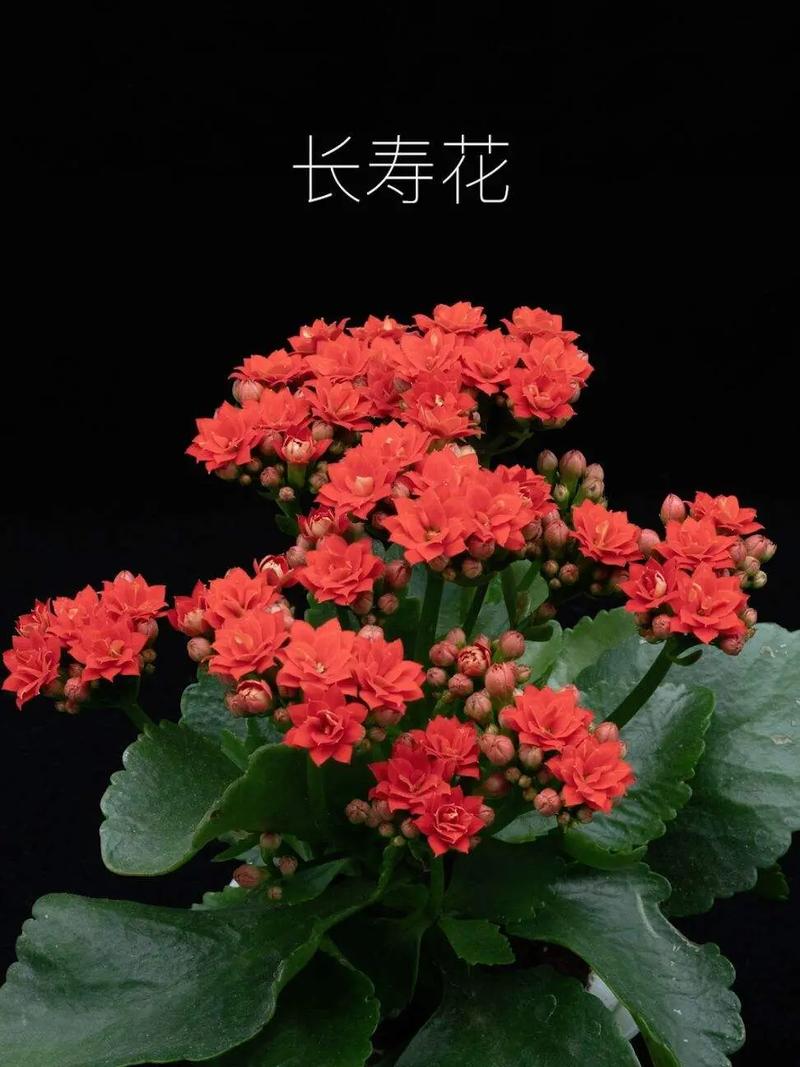 长寿的鲜花花语有哪些(长寿是什么花的花语)-第7张图片-花花知道网 长寿的鲜花花语有哪些(长寿是什么花的花语)-第7张图片-花花知道网