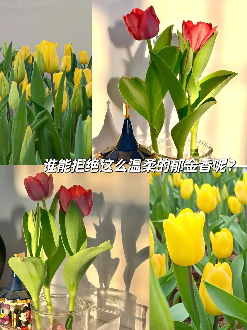 10朵郁金香鲜花花束寓意(10朵郁金香鲜花花束寓意)-第4张图片-花花知道网 10朵郁金香鲜花花束寓意(10朵郁金香鲜花花束寓意)-第4张图片-花花知道网