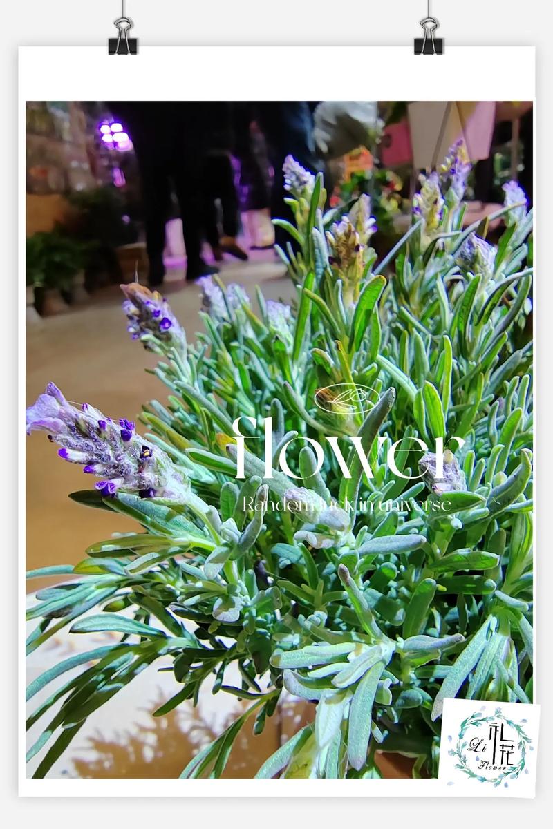 薰衣草鲜花花语(薰衣草花语是什么)-第2张图片-花花知道网 薰衣草鲜花花语(薰衣草花语是什么)-第2张图片-花花知道网